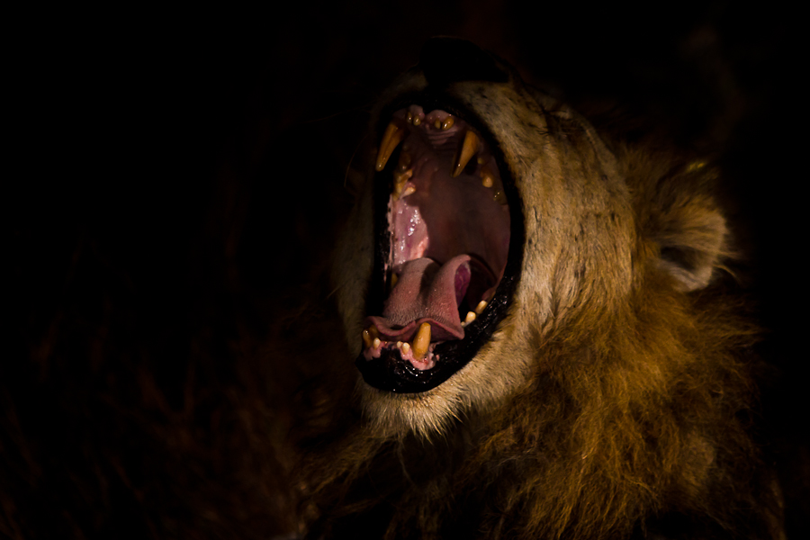 Makhulu Yawn 1 Makhulu Yawn 1