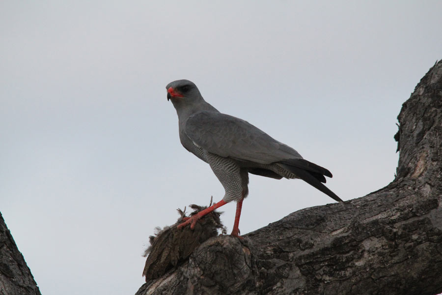 Blog 93 Guest Blog IMG 3663e