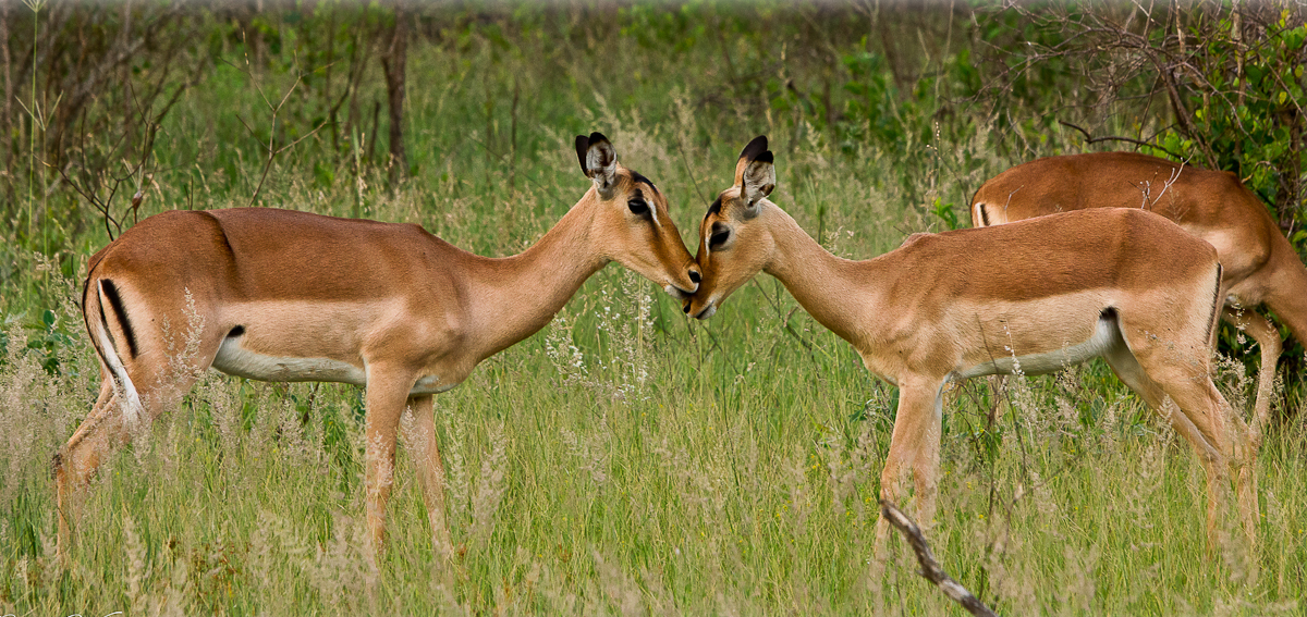Impala Kiss Impala Kiss