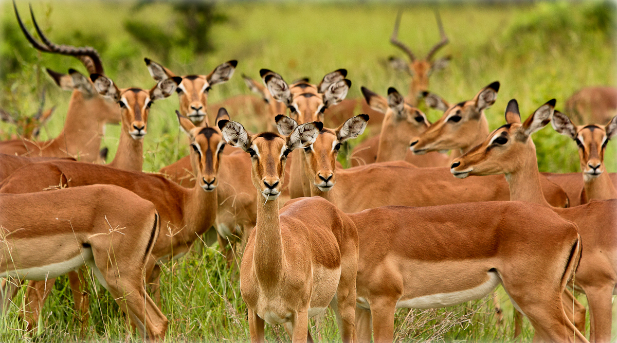 Impala Stare Impala Stare
