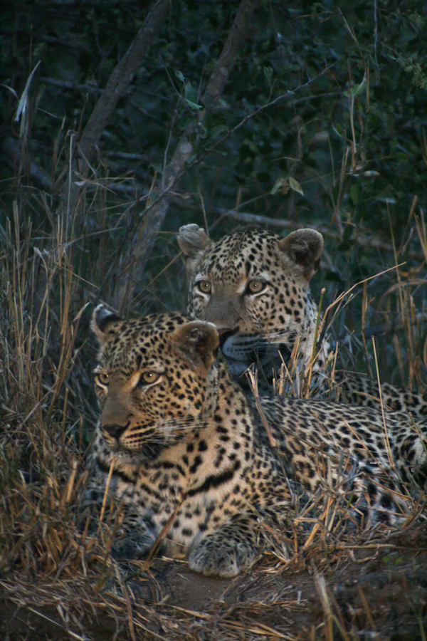 Leopards Mating Leopards Mating