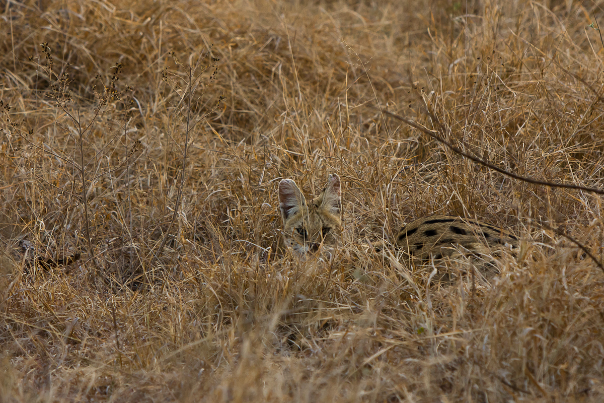 Serval 1 Serval 1