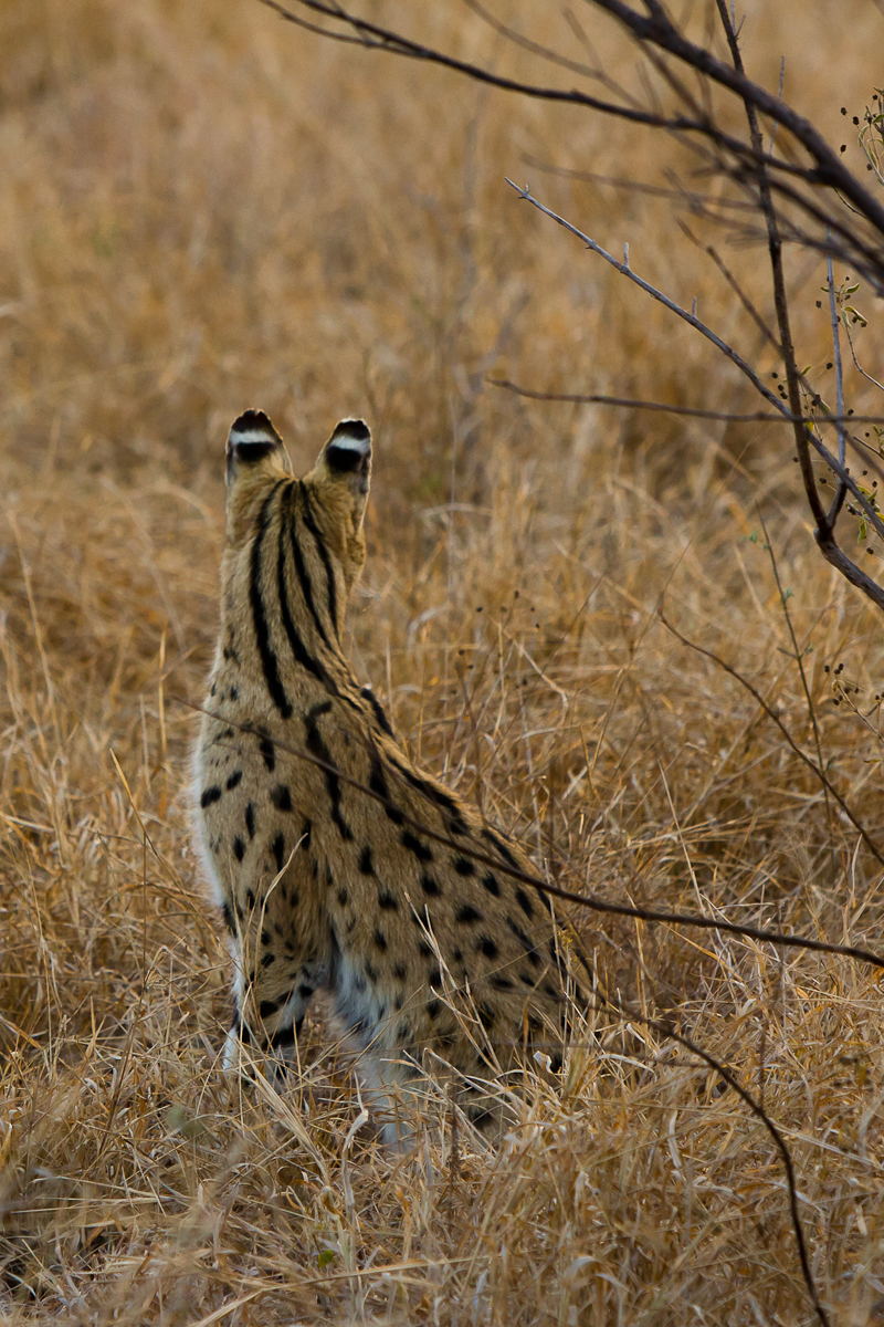 Serval 2 Serval 2