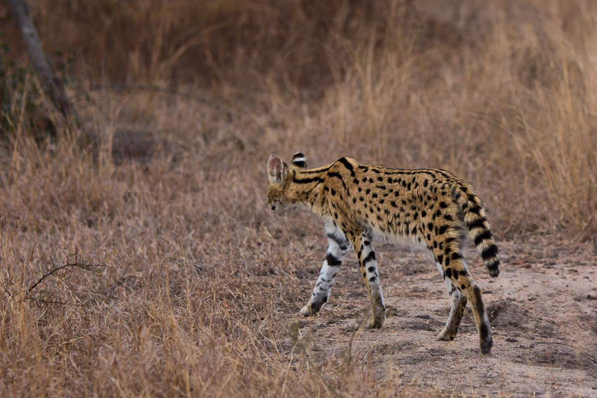 Serval 7 Serval 7