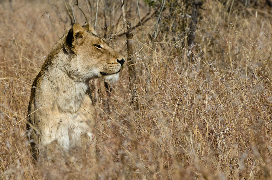 Lions Kill A Buffalo 2 Lions Kill A Buffalo 2