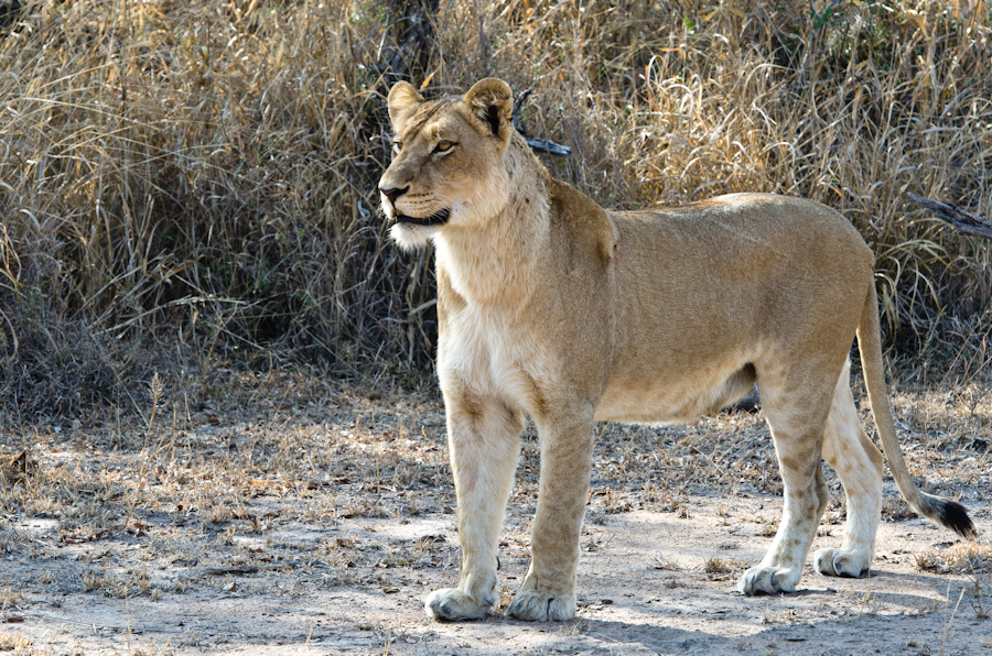 Lions Kill A Buffalo 3 Lions Kill A Buffalo 3