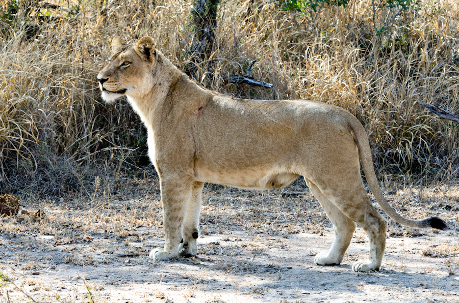Lions Kill A Buffalo 4 Lions Kill A Buffalo 4
