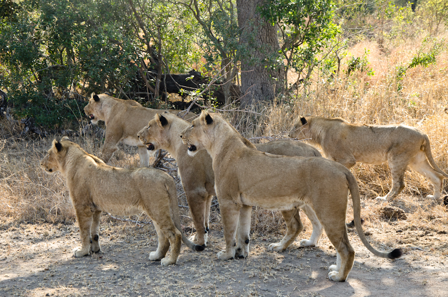 Lions Kill A Buffalo 5 Lions Kill A Buffalo 5