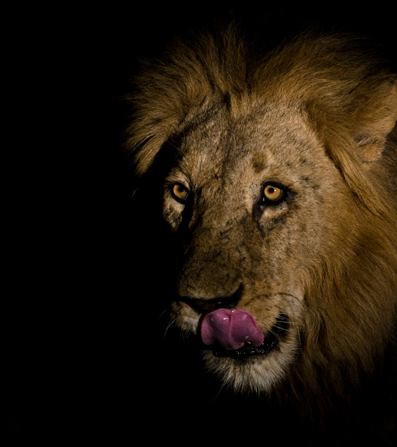 KNP Male 2 KNP Male 2
