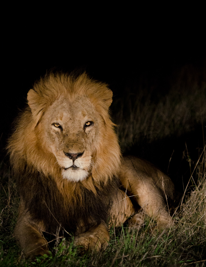 KNP Male 3 KNP Male 3