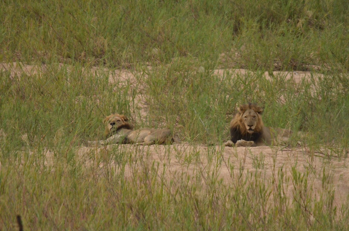 Male Lions In Riverbed Male Lions In Riverbed