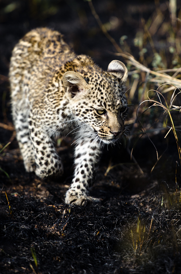 Nottens Cub 7 Nottens Cub 7