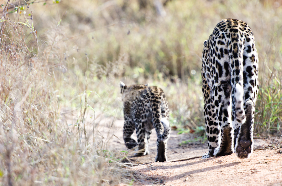 Nottins Cub 4 Nottins Cub 4