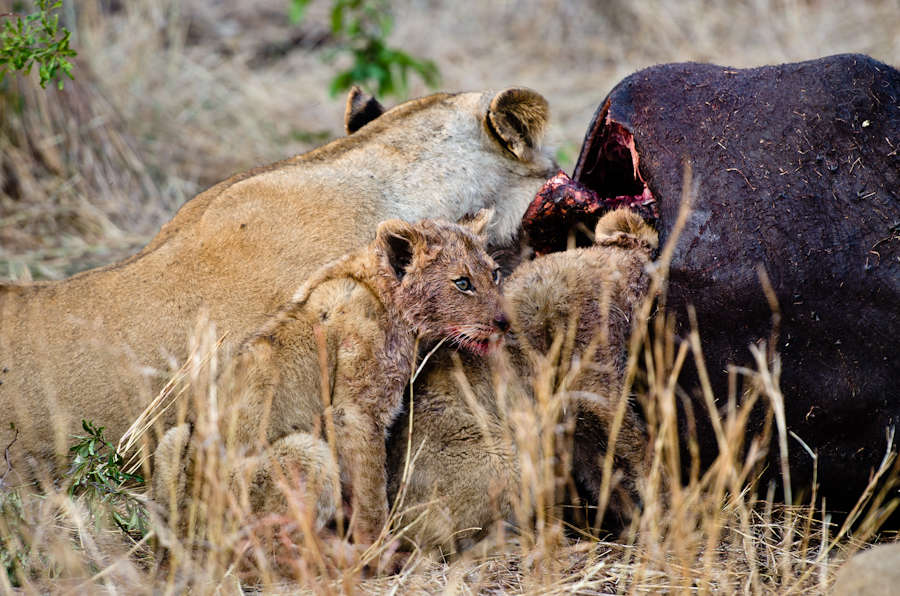 Southern Pride 6 Southern Pride 6