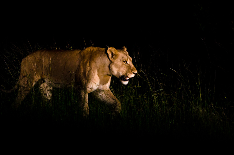 Southern Pride1 Southern Pride1