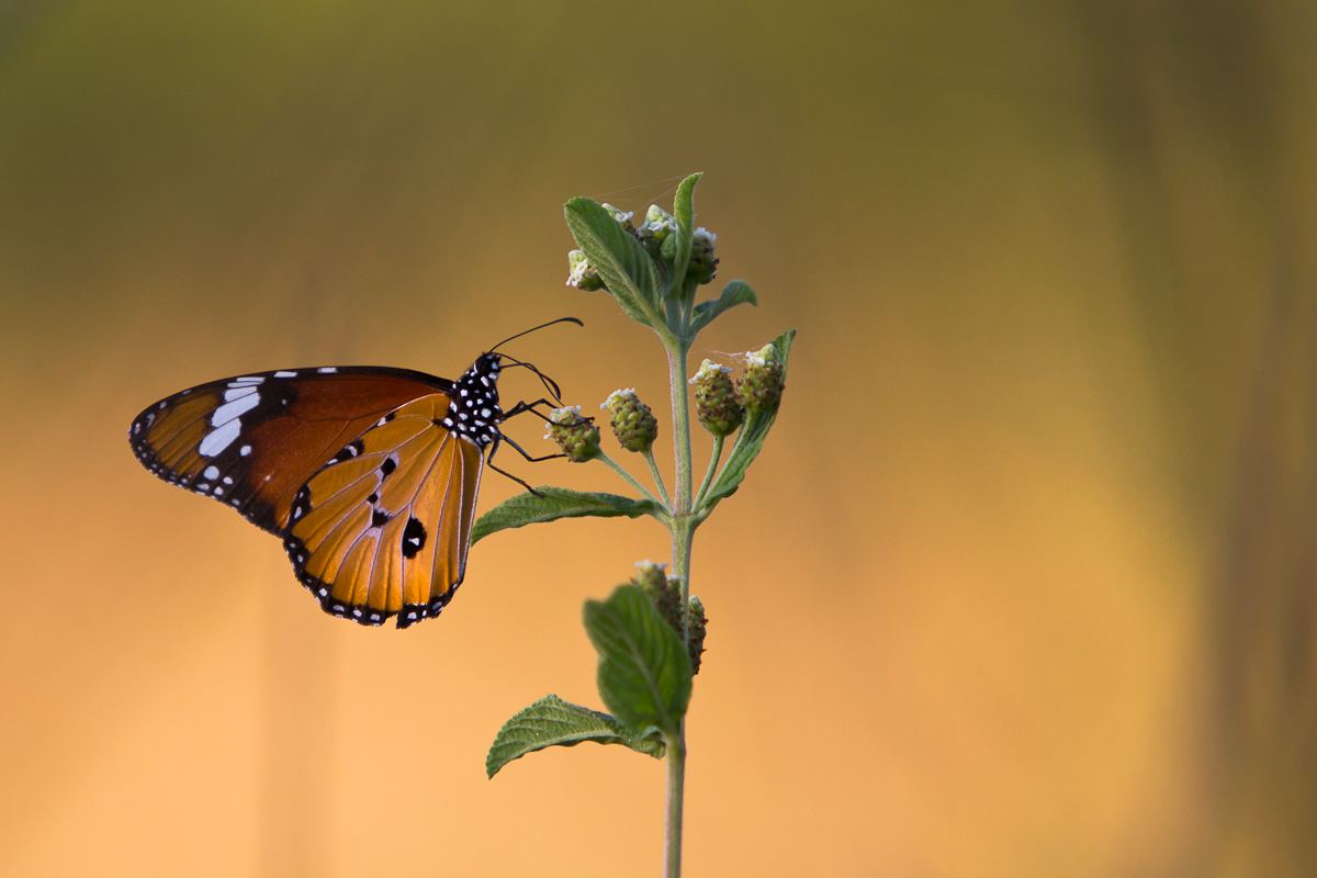 Male Monarch With Secretory Gland