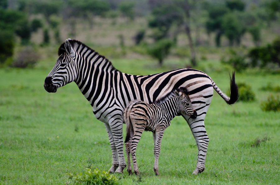 Luxury Safari 9 Luxury Safari 9