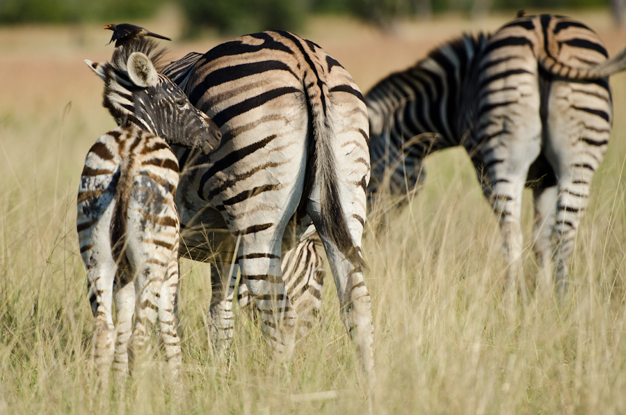 Bald Zebra 2 Bald Zebra 2