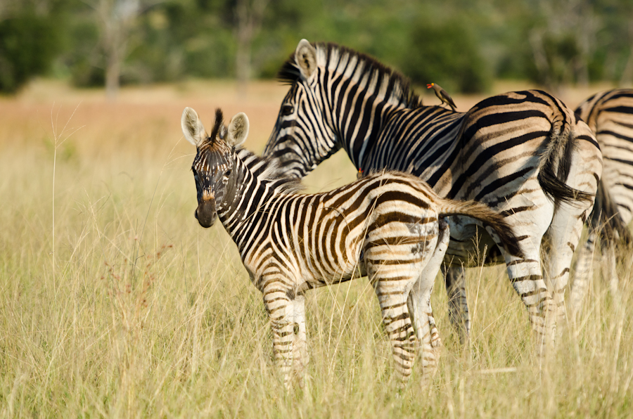 Zebra interaction while on safari at Sabi Sabi
