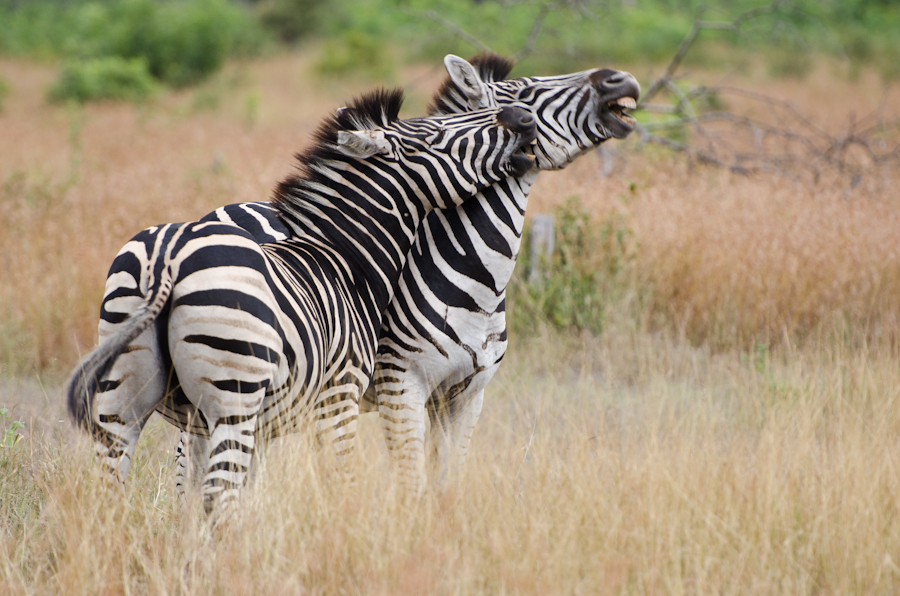 zebra fight while on safari at sabi sabi
