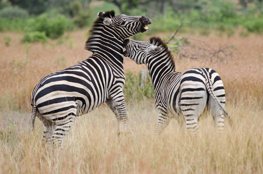 zebra fight while on safari at sabi sabi