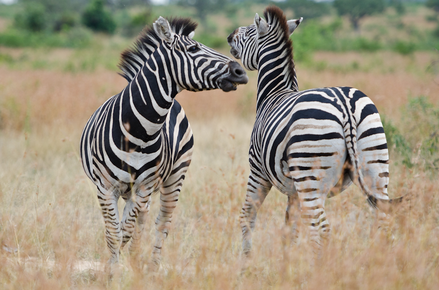zebra fight while on safari at sabi sabi private game reserve