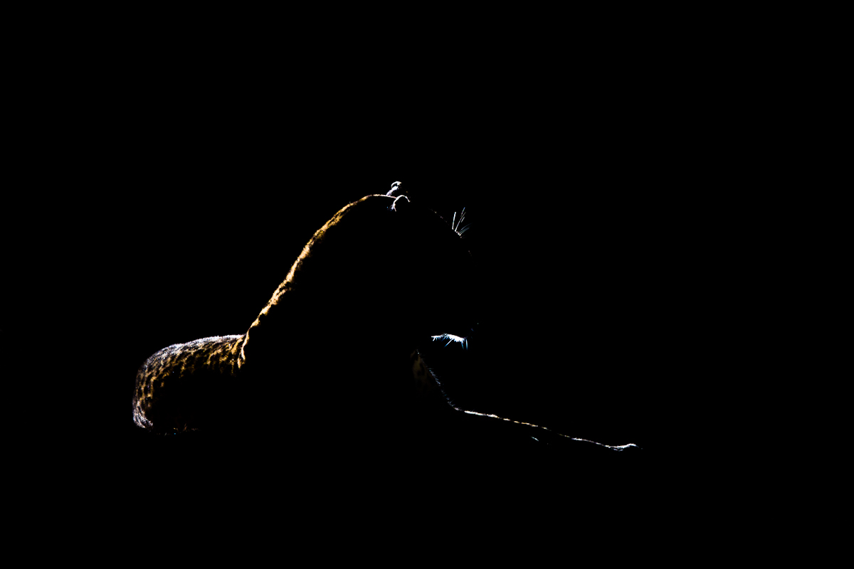 Leopard Silhouette