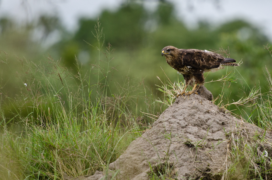 Sabi Sabi Super Sightings 2 3