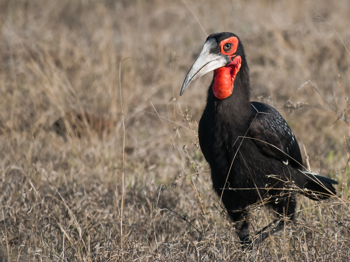 Hornbillwalk Hornbillwalk