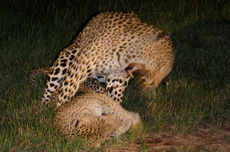 Leopards Mating 6 Leopards Mating 6