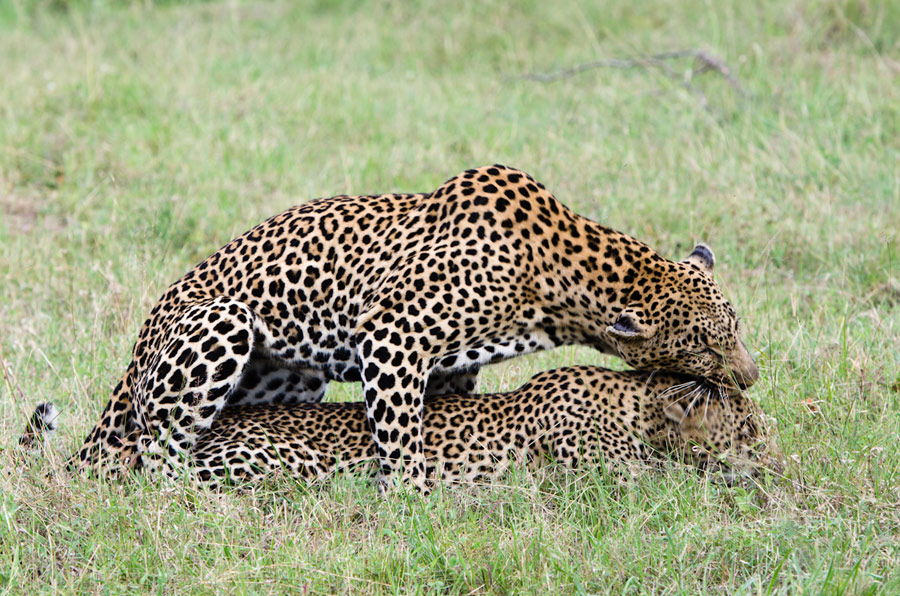 Leopards Mating