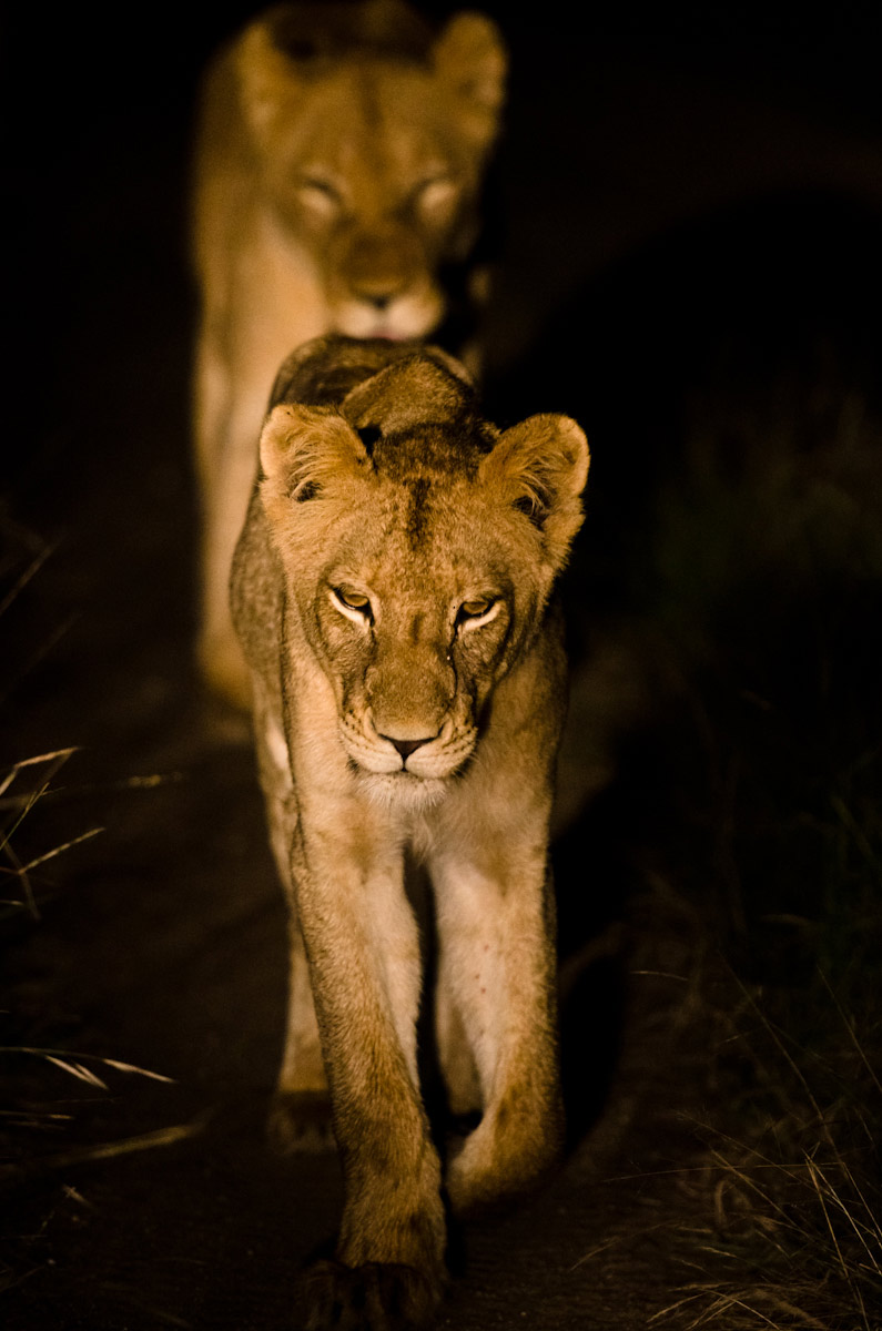 Lions Hunting 2 Lions Hunting 2