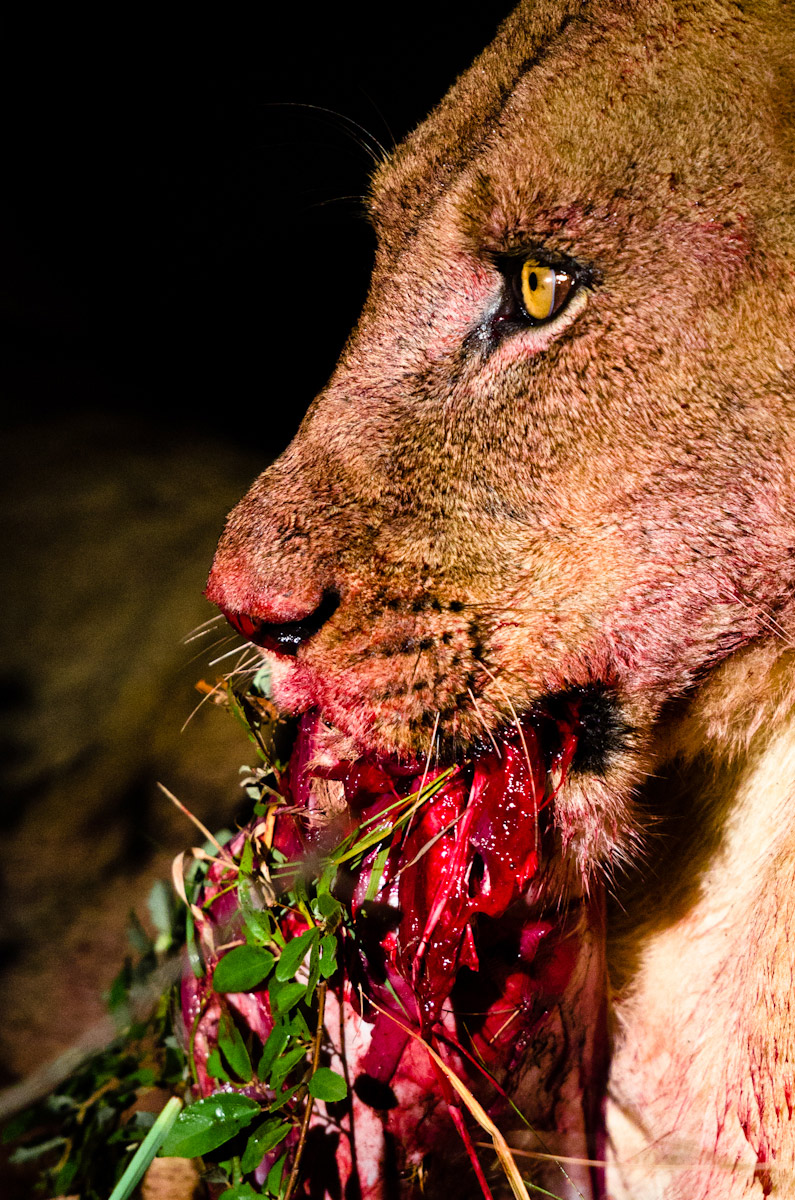 Lions Hunting 3 Lions Hunting 3