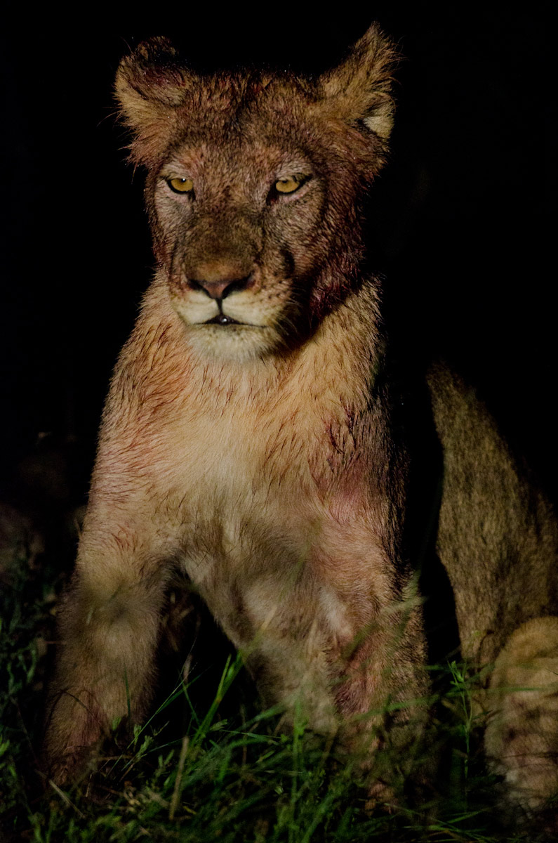 Lions Hunting 4 Lions Hunting 4