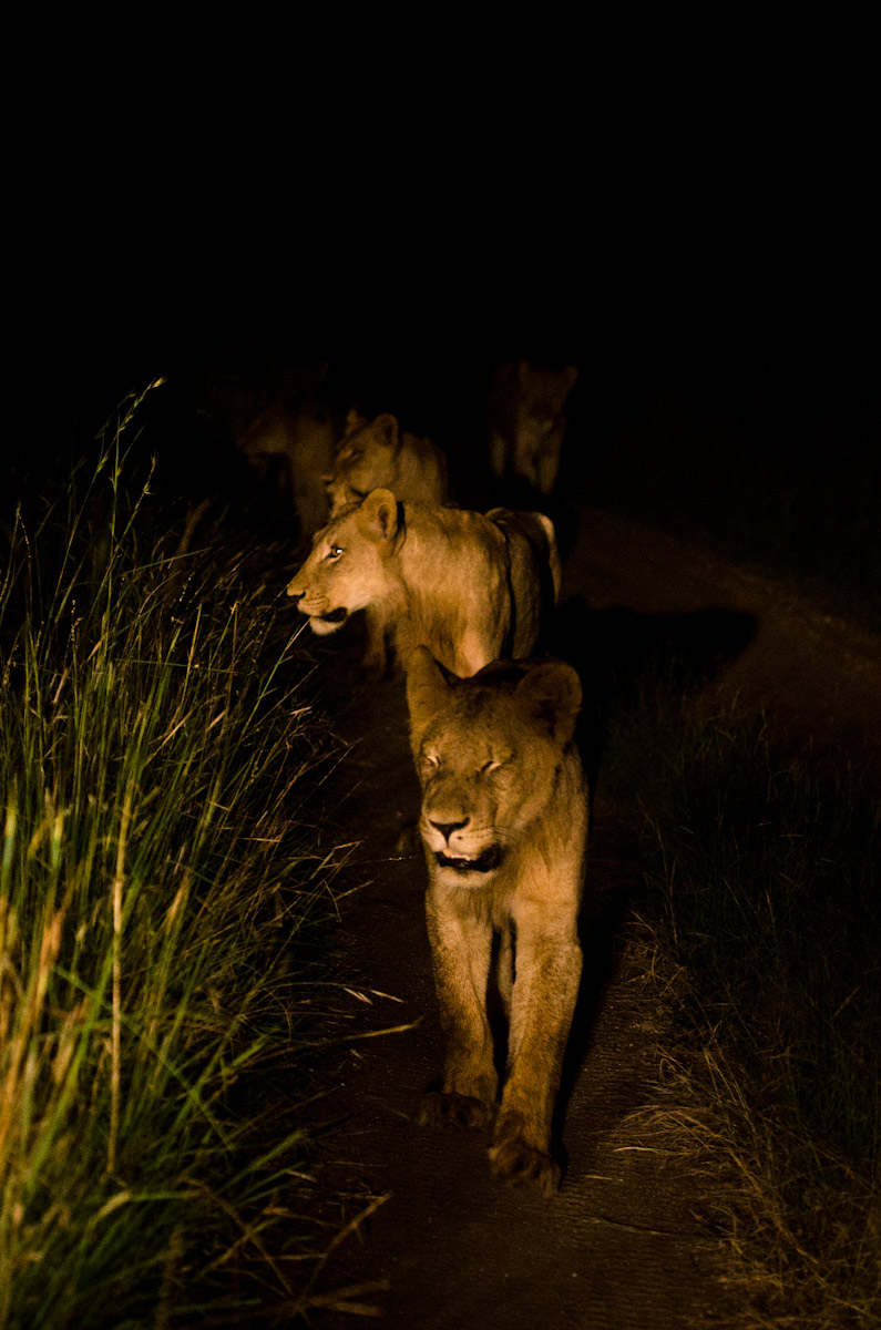 Lions Hunting Lions Hunting