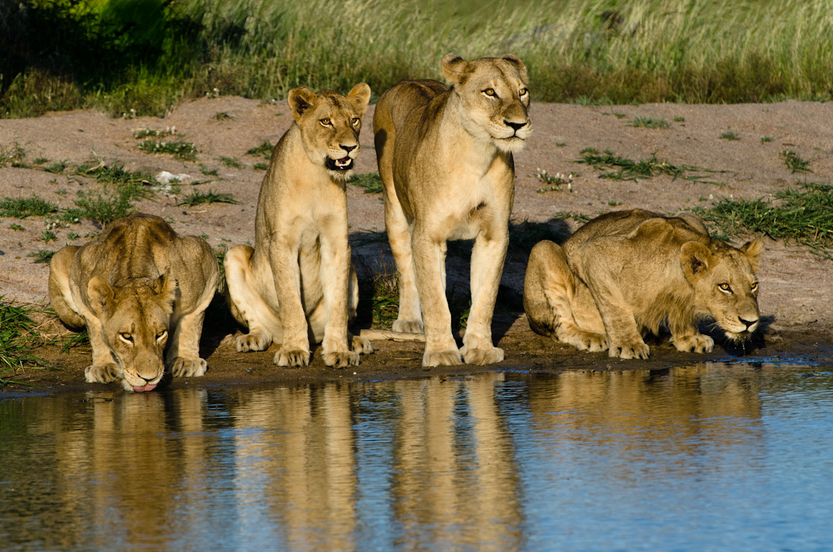 All Lion Around Sabi Sabi Private Game Reserve Blog all-lion-around-sabi-sabi-private-game-reserve-blog