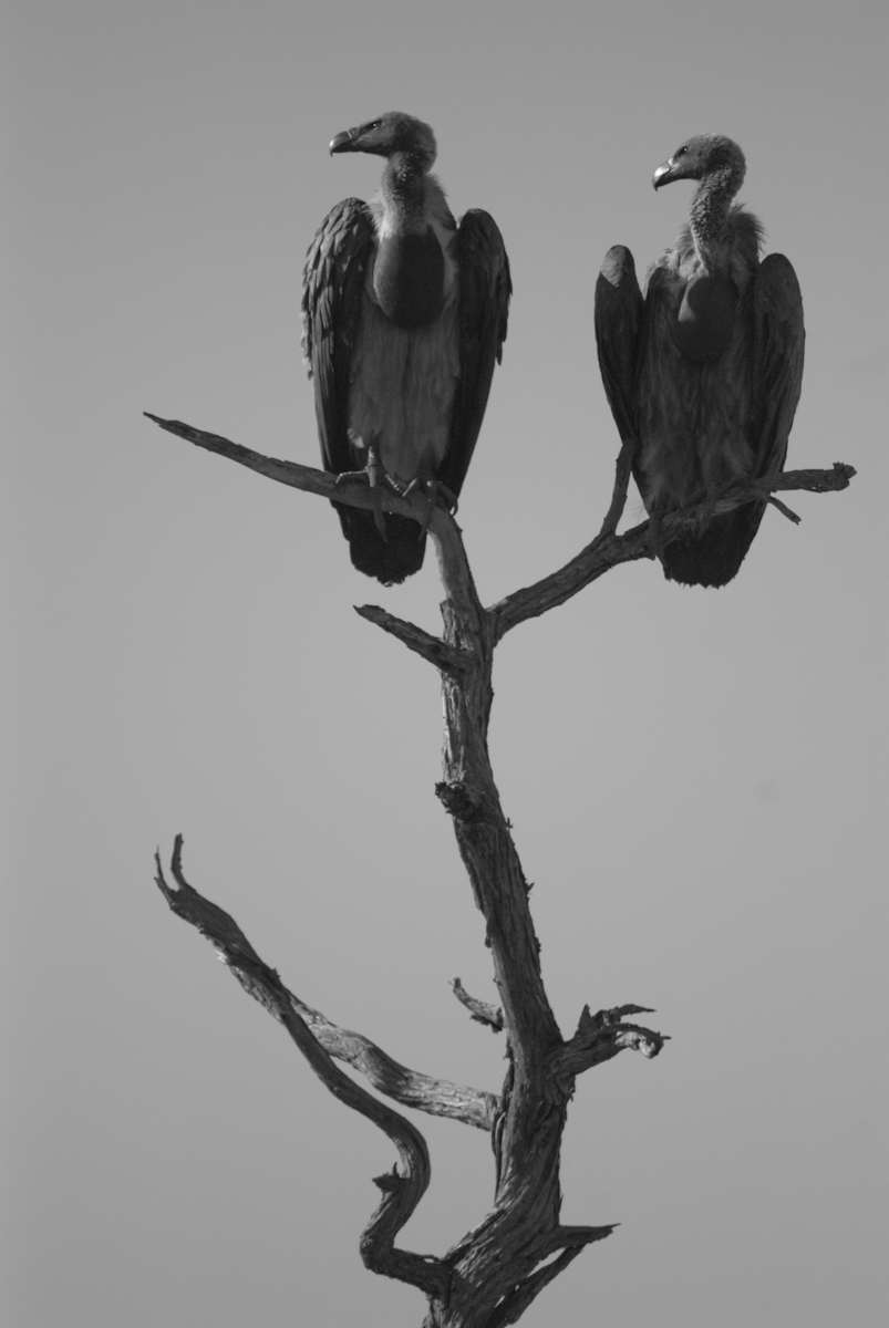 Vultureheights Vultureheights