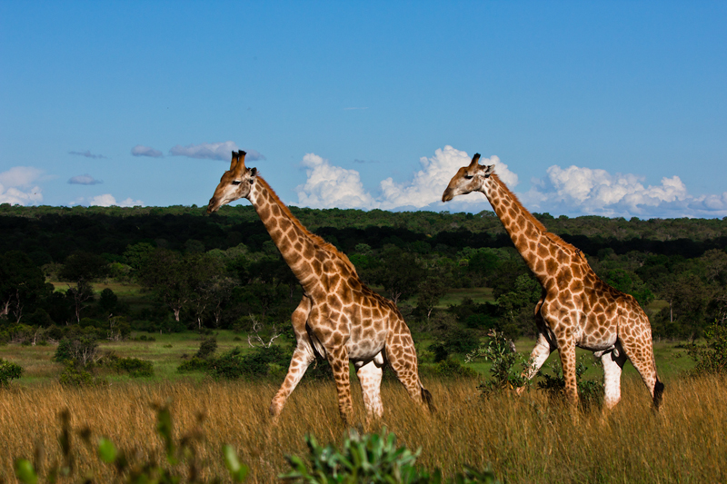 Giraffe1 S Giraffe1 S
