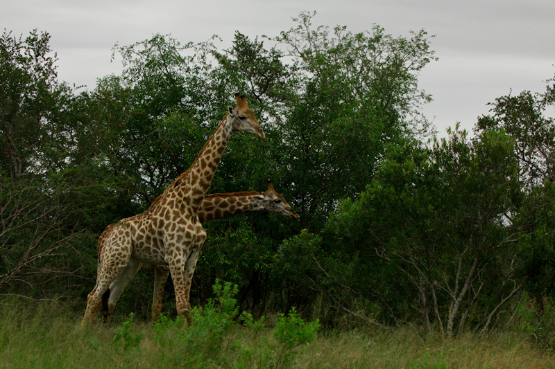 Giraffe2 S Giraffe2 S