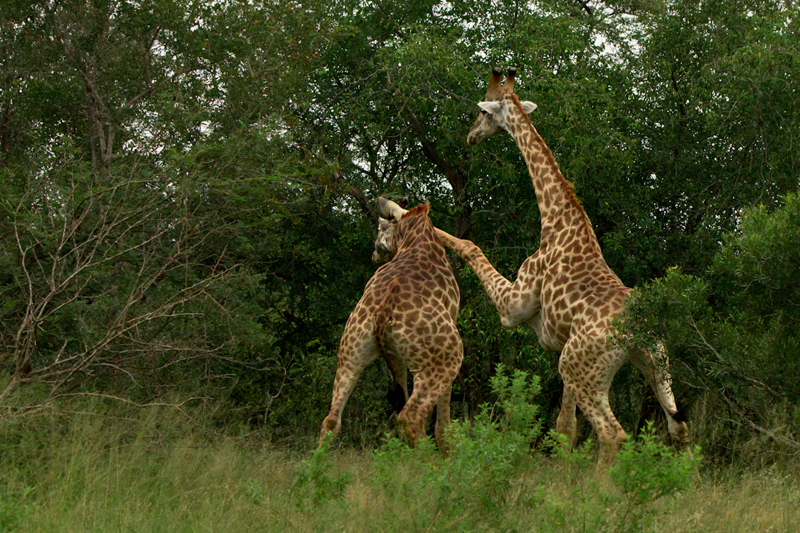 it takes two to tango Sabi Sabi Private Game Reserve Blog