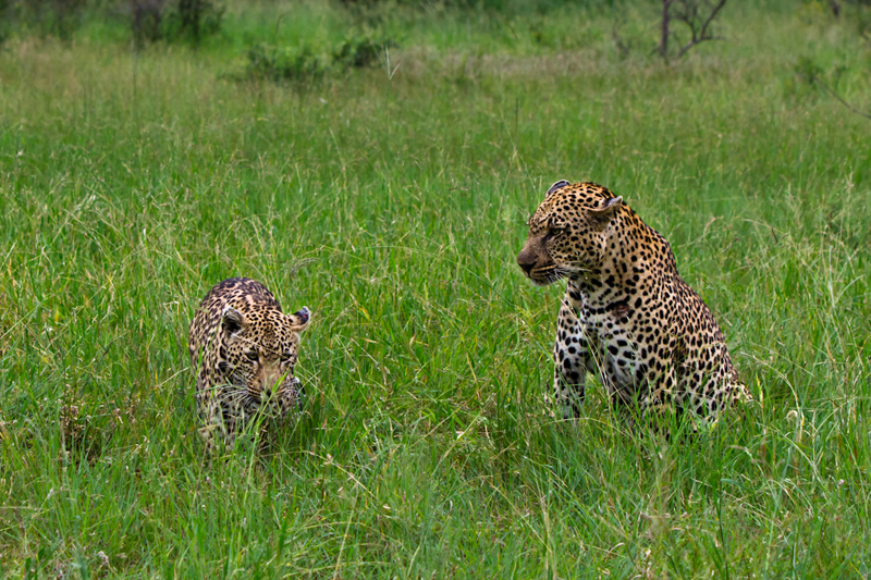 S Leopards 1 S Leopards 1