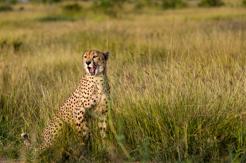 Cheetah Cheetah