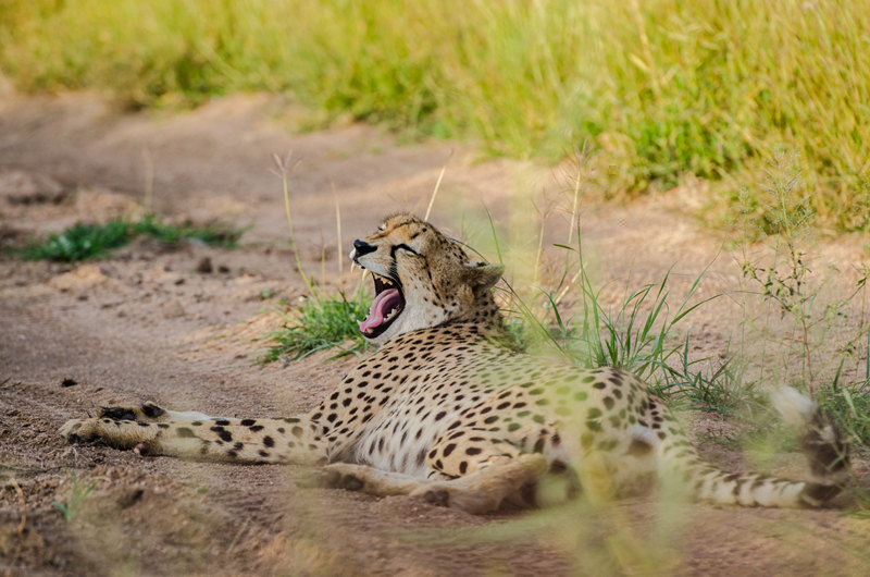 Cheetah 2 Cheetah 2