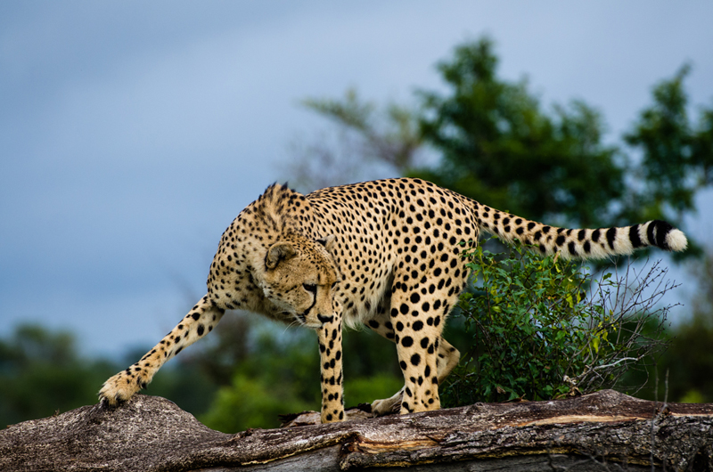 Cheetah 5 Cheetah 5