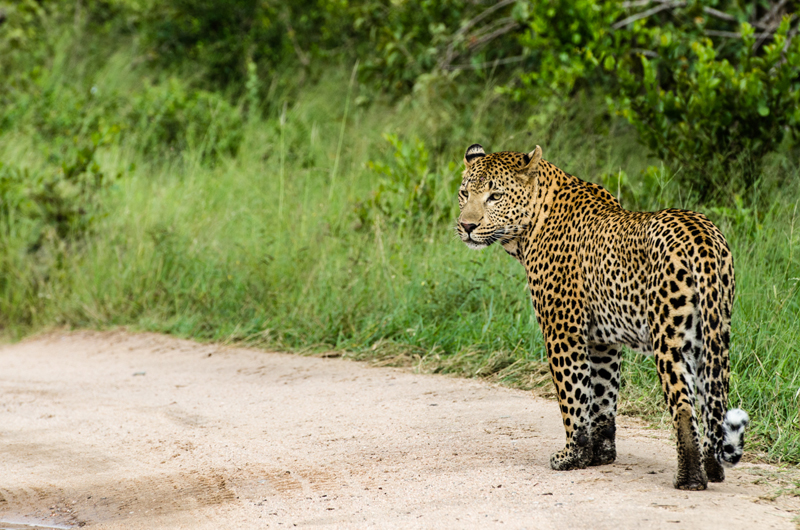 Leopards 3 Leopards 3