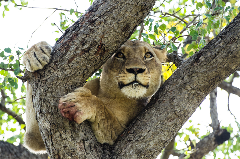 Lioness 4 Lioness 4