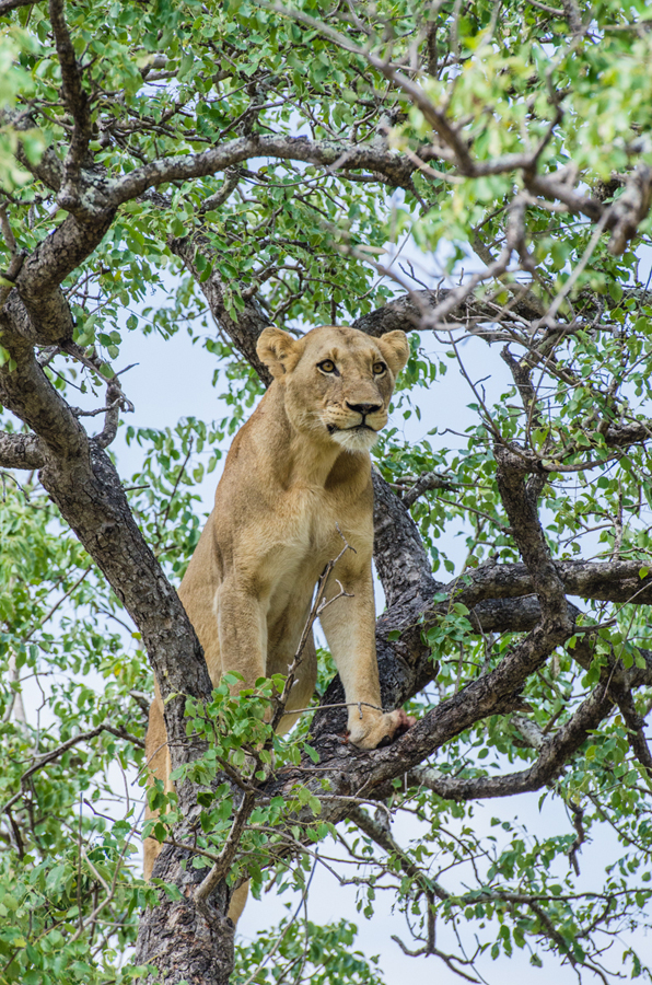 Lioness 5 0 Lioness 5 0