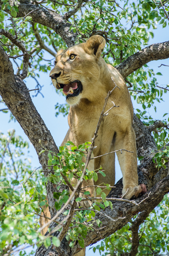 Lioness 6 Lioness 6