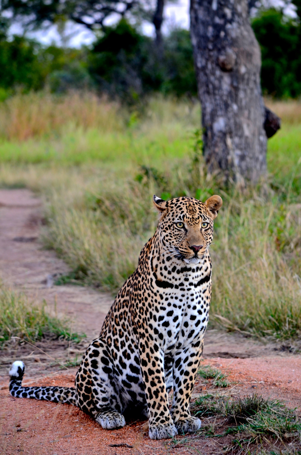 Selati Male Steve 1 Selati Male Steve 1