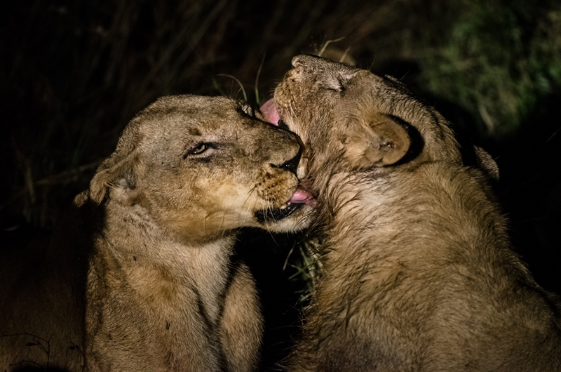 Southern Pride 5 Southern Pride 5